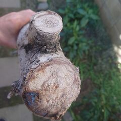 【無料でどうぞ】ハナミズキの丸太＆太枝　薪・工作・アート素材に！の画像