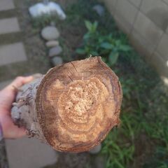 【無料でどうぞ】ハナミズキの丸太＆太枝　薪・工作・アート素材に！の画像