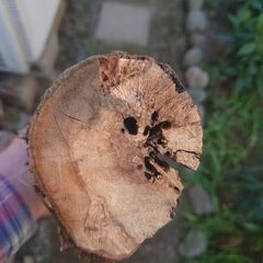 【無料でどうぞ】ハナミズキの丸太＆太枝　薪・工作・アート素材に！の画像