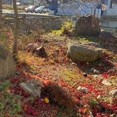 庭石を無料で差し上げます（大きい石あり）の画像