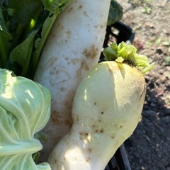 新鮮野菜セット／大根・キャベツ・葉物たっぷり【家庭菜園】500円の画像
