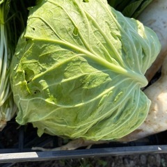 新鮮野菜セット／大根・キャベツ・葉物たっぷり【家庭菜園】500円の画像