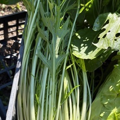新鮮野菜セット／大根・キャベツ・葉物たっぷり【家庭菜園】500円の画像