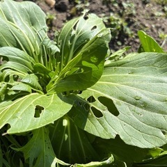 新鮮野菜セット／大根・キャベツ・葉物たっぷり【家庭菜園】500円の画像