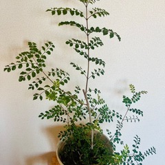 【観葉植物】シマトネリコの画像