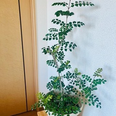 【観葉植物】シマトネリコの画像