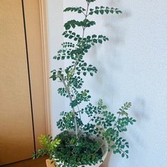 【観葉植物】シマトネリコの画像