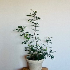 【観葉植物】シマトネリコの画像