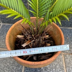 蘇轍　ソテツの画像