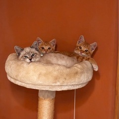 里親募集中🐈サンニャンズ🍁