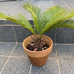 蘇轍　ソテツの画像