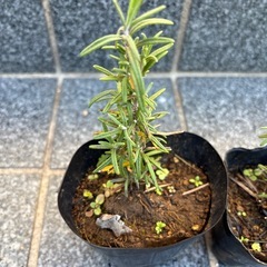 ローズマリーの画像