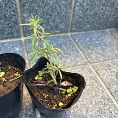 ローズマリーの画像