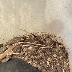 小さいクモ10匹の画像