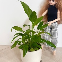 スパティフィラム　鉢セット　
（抜き苗の場合は100円）の画像