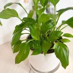 スパティフィラム　鉢セット　
（抜き苗の場合は100円）の画像