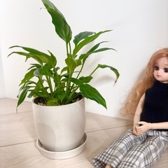 スパティフィラム　鉢セット　
（抜き苗の場合は100円）の画像