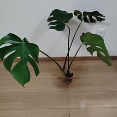 【お取り引き中】モンステラの画像