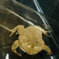 バジェットガエル　マルメタピオカガエル　　水槽２つセットの画像