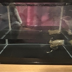 バジェットガエル　マルメタピオカガエル　　水槽２つセットの画像
