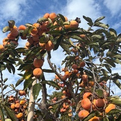 柿１５個②の画像