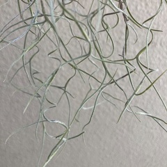 🌿ミニ・チランジア の画像