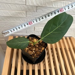 ★お値下げ★ ⑶観葉植物　フィカス ベンガレンシス プレステラ90型 プラ鉢 受け皿無し　の画像