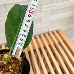 ★お値下げ★ ⑶観葉植物　フィカス ベンガレンシス プレステラ90型 プラ鉢 受け皿無し　の画像