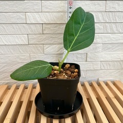 ★お値下げ★ ⑶観葉植物　フィカス ベンガレンシス プレステラ90型 プラ鉢 受け皿無し　の画像