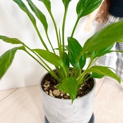 スパティフィラム　鉢セット　 （抜き苗の場合は100円）の画像