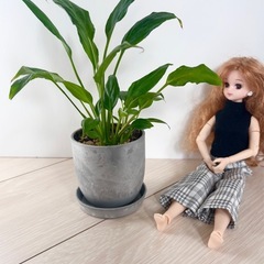 スパティフィラム　鉢セット　 （抜き苗の場合は100円）の画像