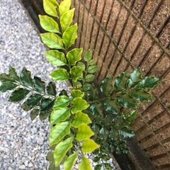 シマトネリコの画像