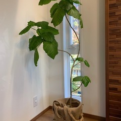 ウンベラータ155センチの画像