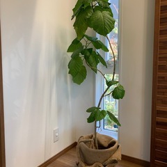 ウンベラータ155センチの画像