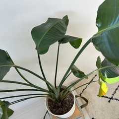 ストレリチア　２本立ちの画像