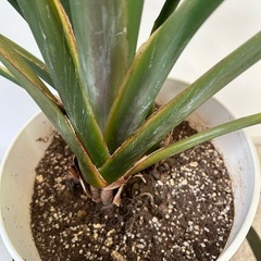 ストレリチア　２本立ちの画像