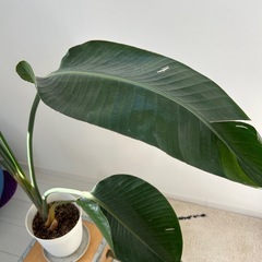 ストレリチア　背高の画像