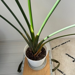 ストレリチア　背高の画像