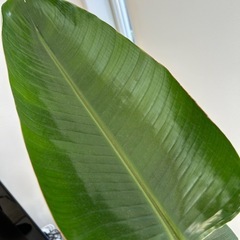 ストレリチア　背高の画像