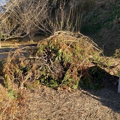 伐採木　薪　広葉樹　枝の画像