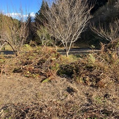 伐採木　薪　広葉樹　枝の画像