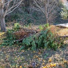 伐採木　薪　広葉樹　枝の画像