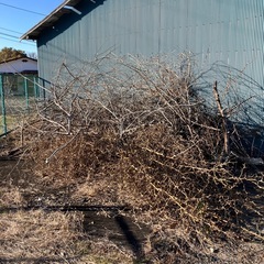 伐採木　薪　広葉樹　枝の画像