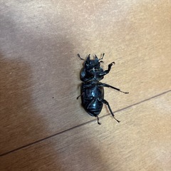 オオクワガタ♀単品の画像