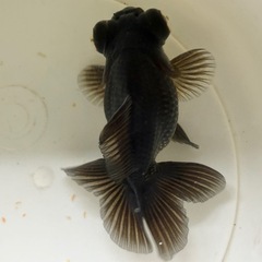 金魚 蝶尾 ±9cmの画像
