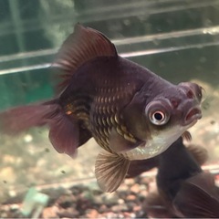 金魚 蝶尾 ±9cmの画像