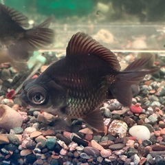 金魚 蝶尾 ±9cmの画像