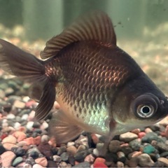 金魚 蝶尾 ±9cmの画像