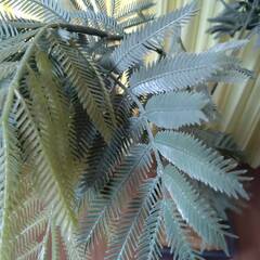 人工観葉植物　フェイクグリーンの画像
