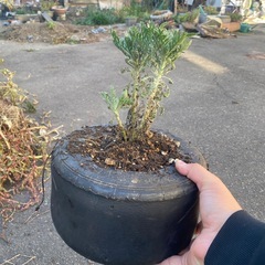 鉢風廃タイヤ（ユリオプスデージー）の画像